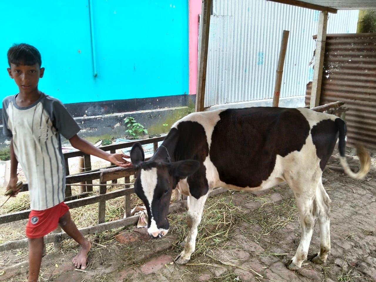 Boy with a black-and-white cow by a fence.